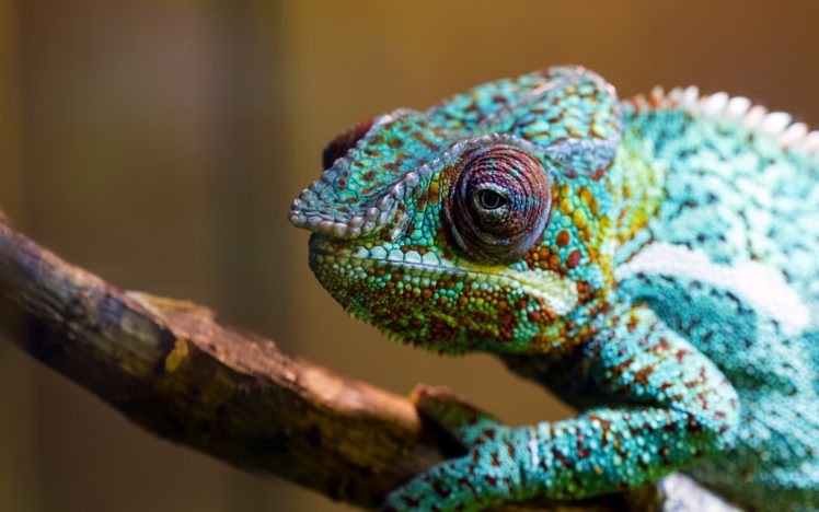 chameleon, Color, Green, Lizard, Branch HD Wallpaper Desktop Background