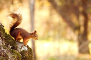 animal, Nature, Cute, Forest, Squirrel