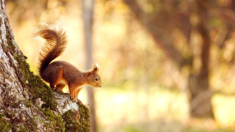 animal, Nature, Cute, Forest, Squirrel HD Wallpaper Desktop Background