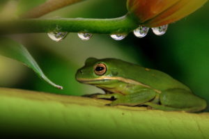 frog, Plant, Drops