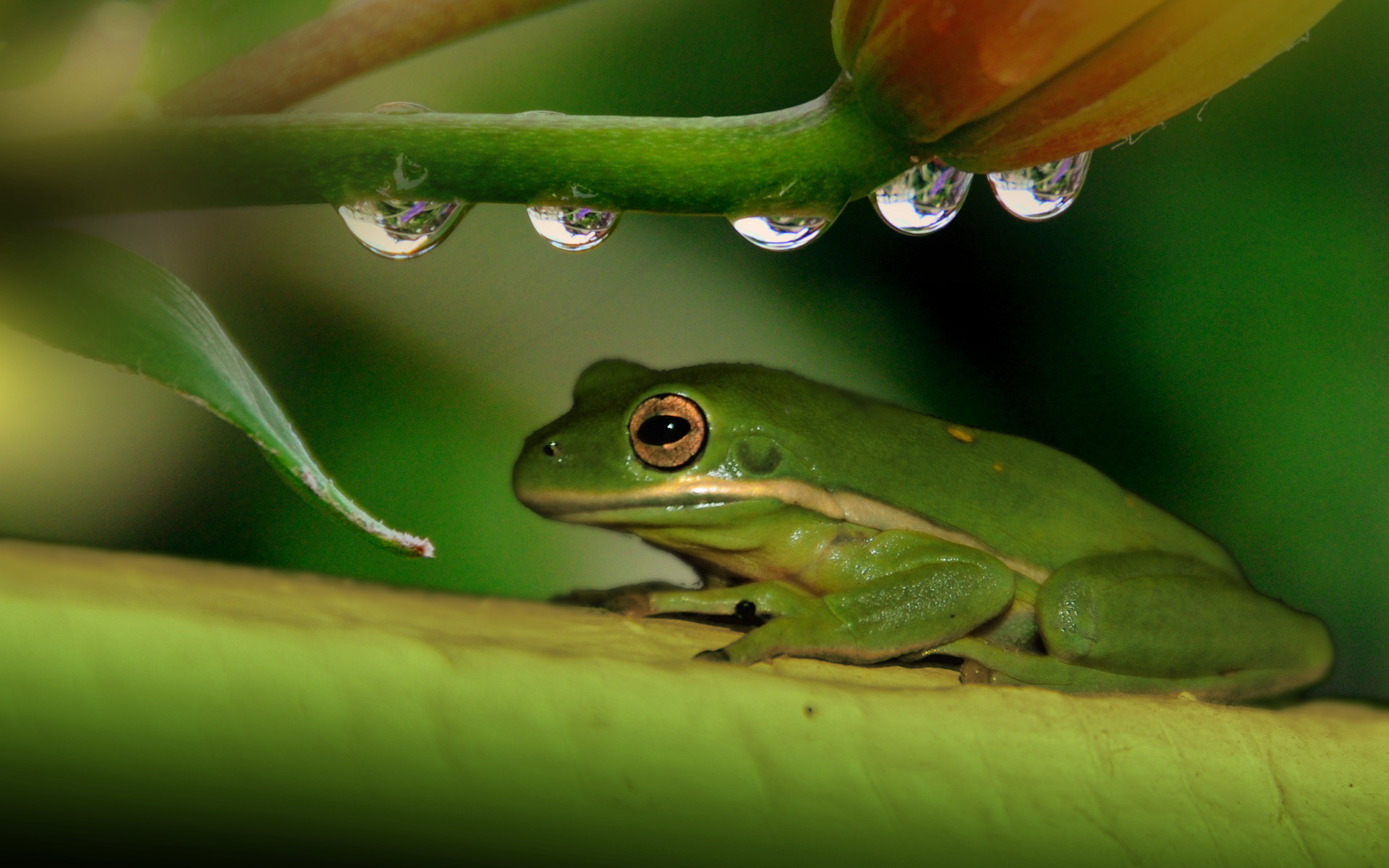 frog, Plant, Drops Wallpaper