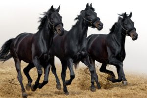 three, Black, Horses