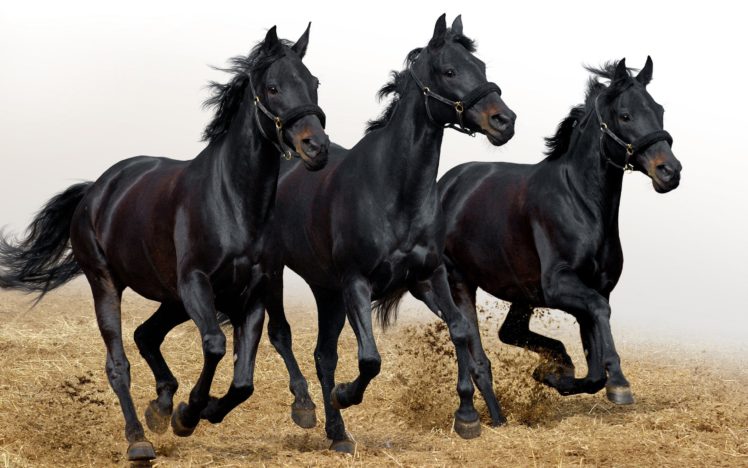 three, Black, Horses HD Wallpaper Desktop Background