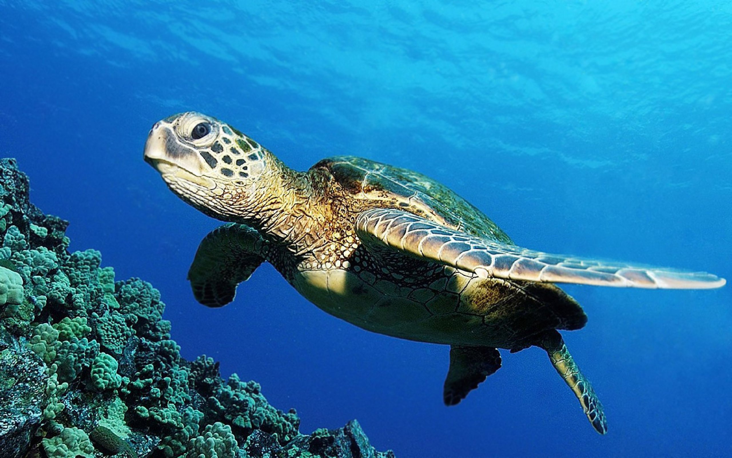Животные и растение океанов и морей. Черепаха Каретта-Каретта. Бисса Каретта. Морская черепаха бисса. Черепаха Каретта (логгерхед).
