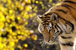 tiger,  , Wildlife, Photography