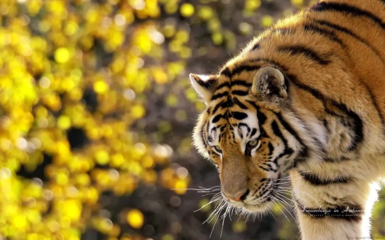 tiger,  , Wildlife, Photography HD Wallpaper Desktop Background