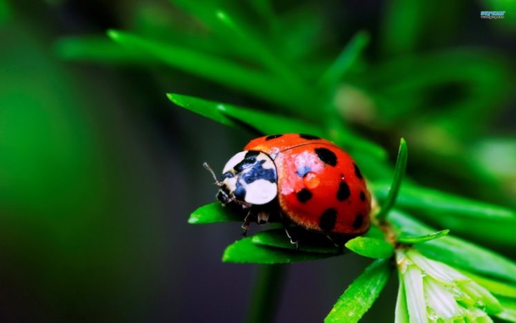 ladybug Wallpapers HD / Desktop and