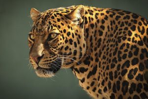 leopard, Animal, Beauty