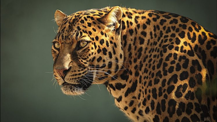 leopard, Animal, Beauty HD Wallpaper Desktop Background