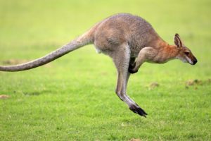 canguro, Marsupial, Australia, Animales