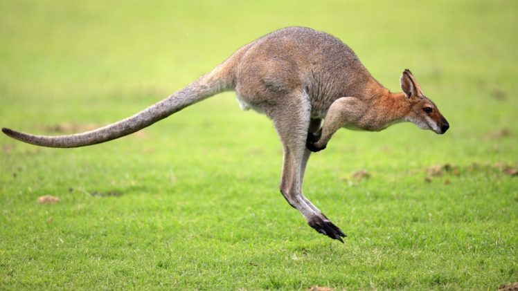 canguro, Marsupial, Australia, Animales HD Wallpaper Desktop Background