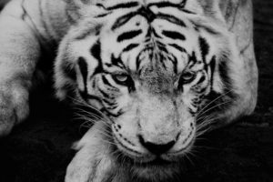 bw, Dark, Tiger, Animal, Beauty