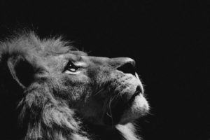 lion, Looking, Sky, Animal, Nature, Dark, Animal, Beauty