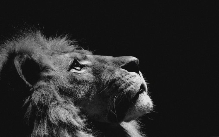 lion, Looking, Sky, Animal, Nature, Dark, Animal, Beauty Wallpapers HD /  Desktop and Mobile Backgrounds