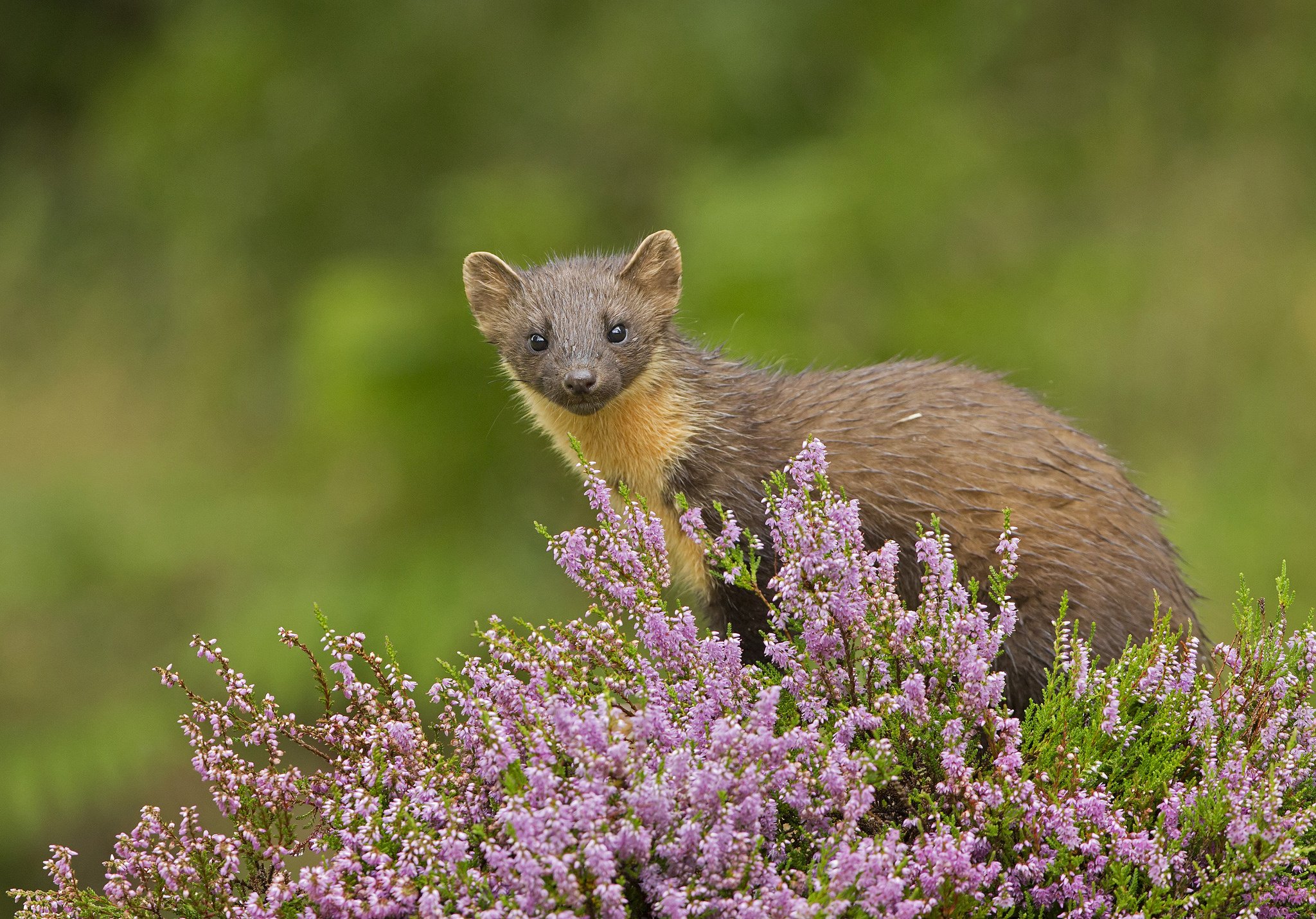 marten, Small, Animal, Eyes, Flowers Wallpaper