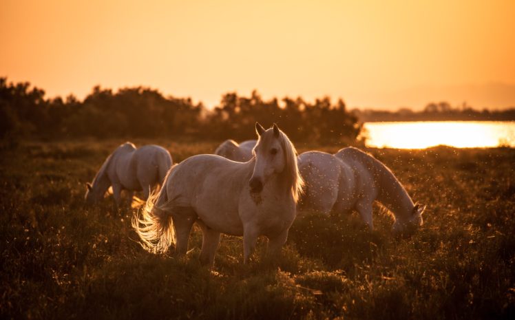 morning, Beach, River, Sunrise, Dawn, Horses, Horse HD Wallpaper Desktop Background