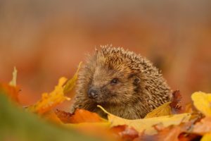 hedgehog, Snout, Leaves, Autumn