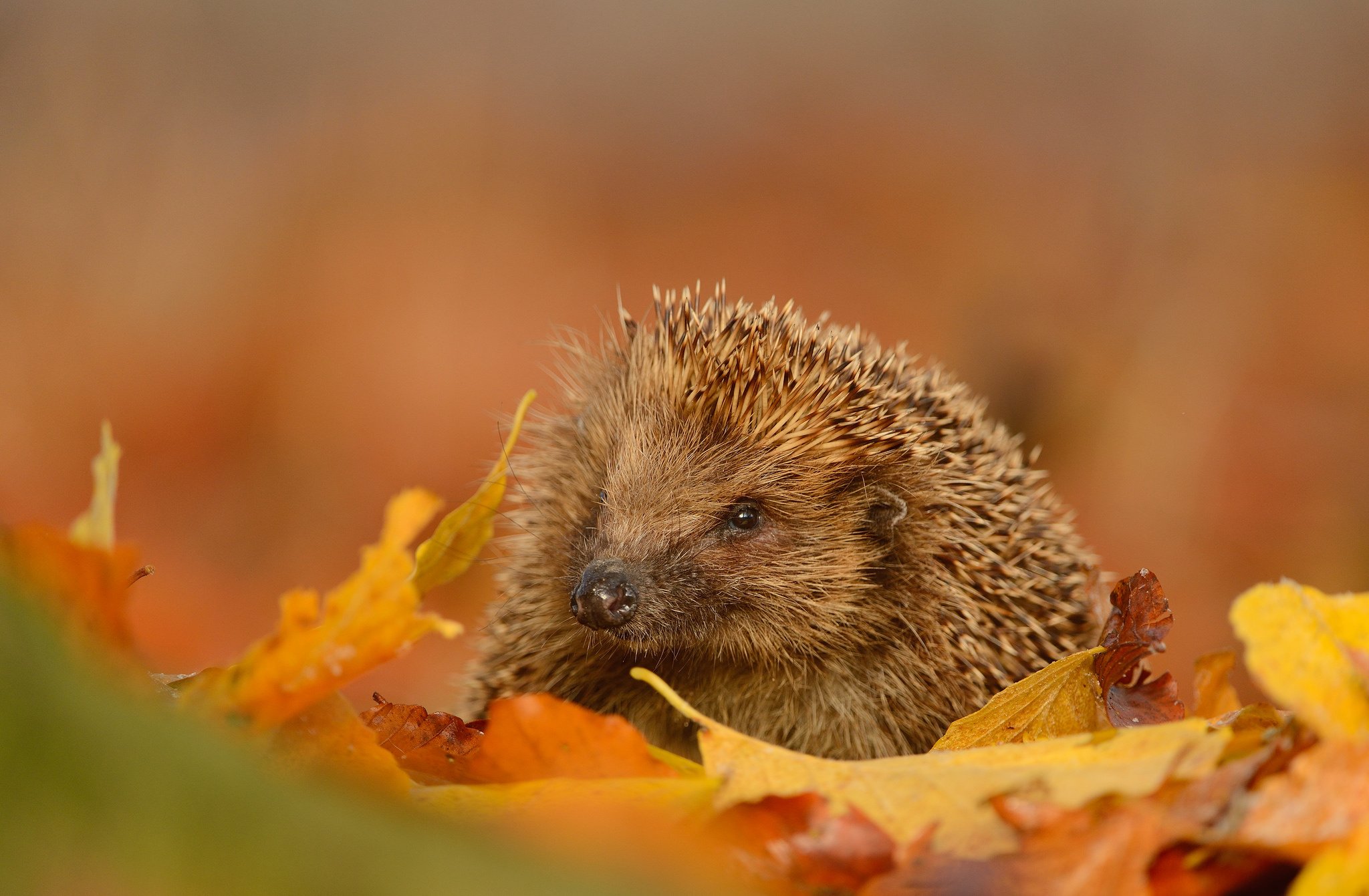 hedgehog, Snout, Leaves, Autumn Wallpaper