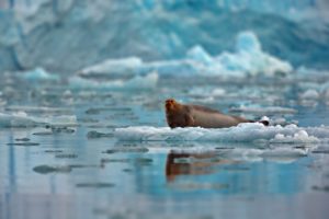 arctic, Landscape, Ice, Floes, Seal, Red faced, Drifts, Ocean, Sea