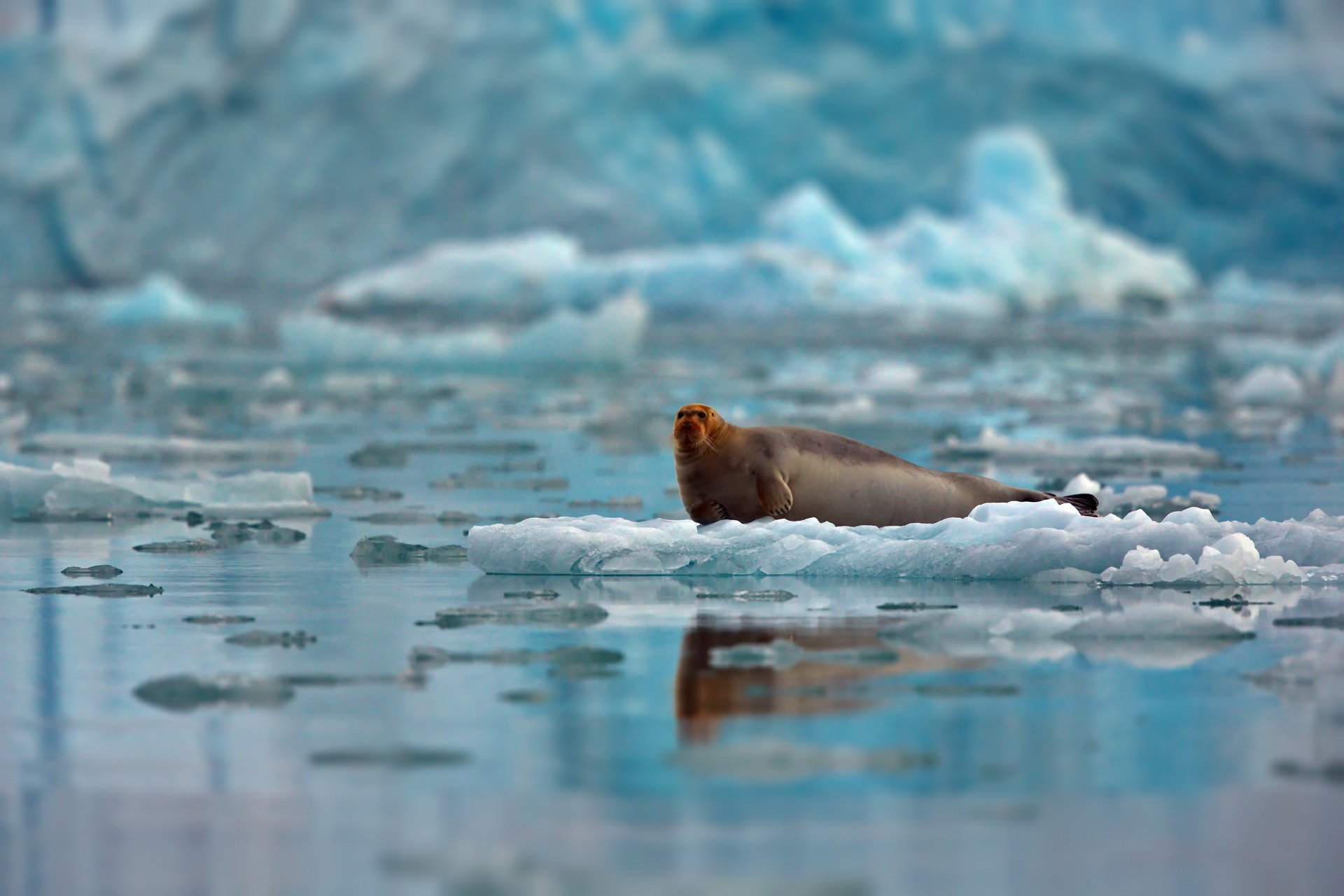 arctic, Landscape, Ice, Floes, Seal, Red faced, Drifts, Ocean, Sea Wallpaper