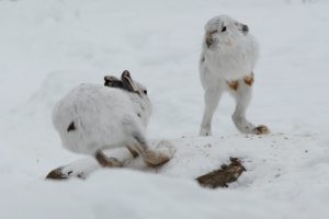 winter, Snow, Rabbit, Hare