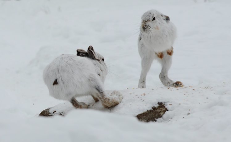 winter, Snow, Rabbit, Hare HD Wallpaper Desktop Background