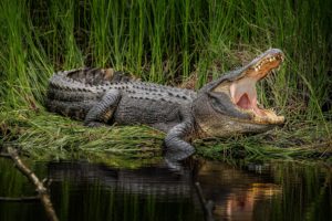 alligator, Lake, Swamp, Predator