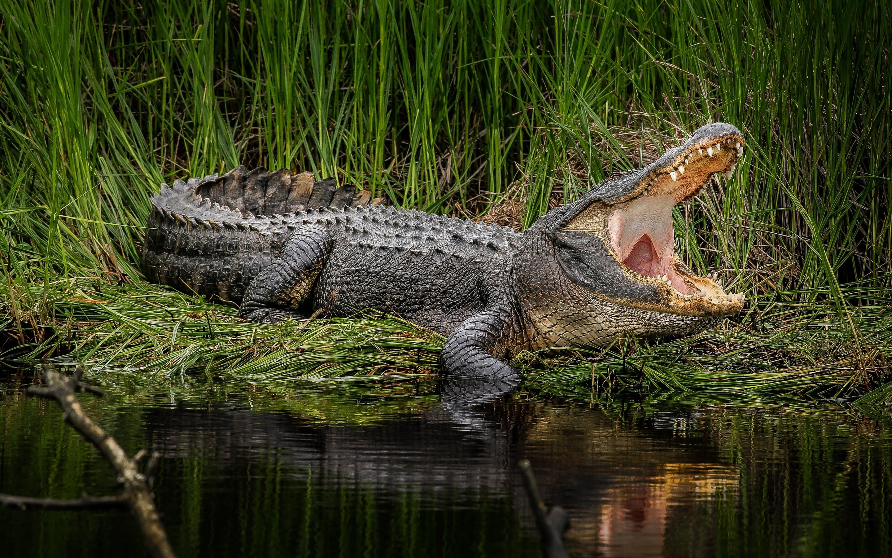alligator, Lake, Swamp, Predator Wallpaper