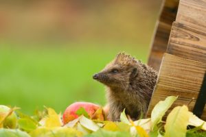 hedgehog, Apple, Leaves, Tub