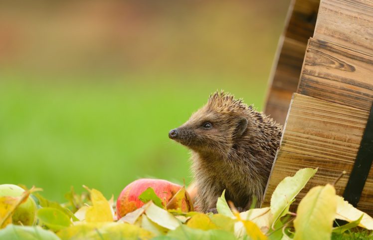 hedgehog, Apple, Leaves, Tub HD Wallpaper Desktop Background