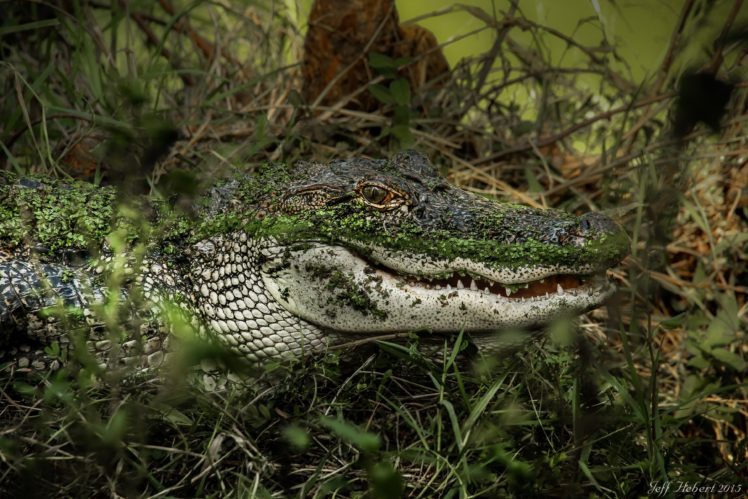 alligator, Lake, Swamp, Predator HD Wallpaper Desktop Background