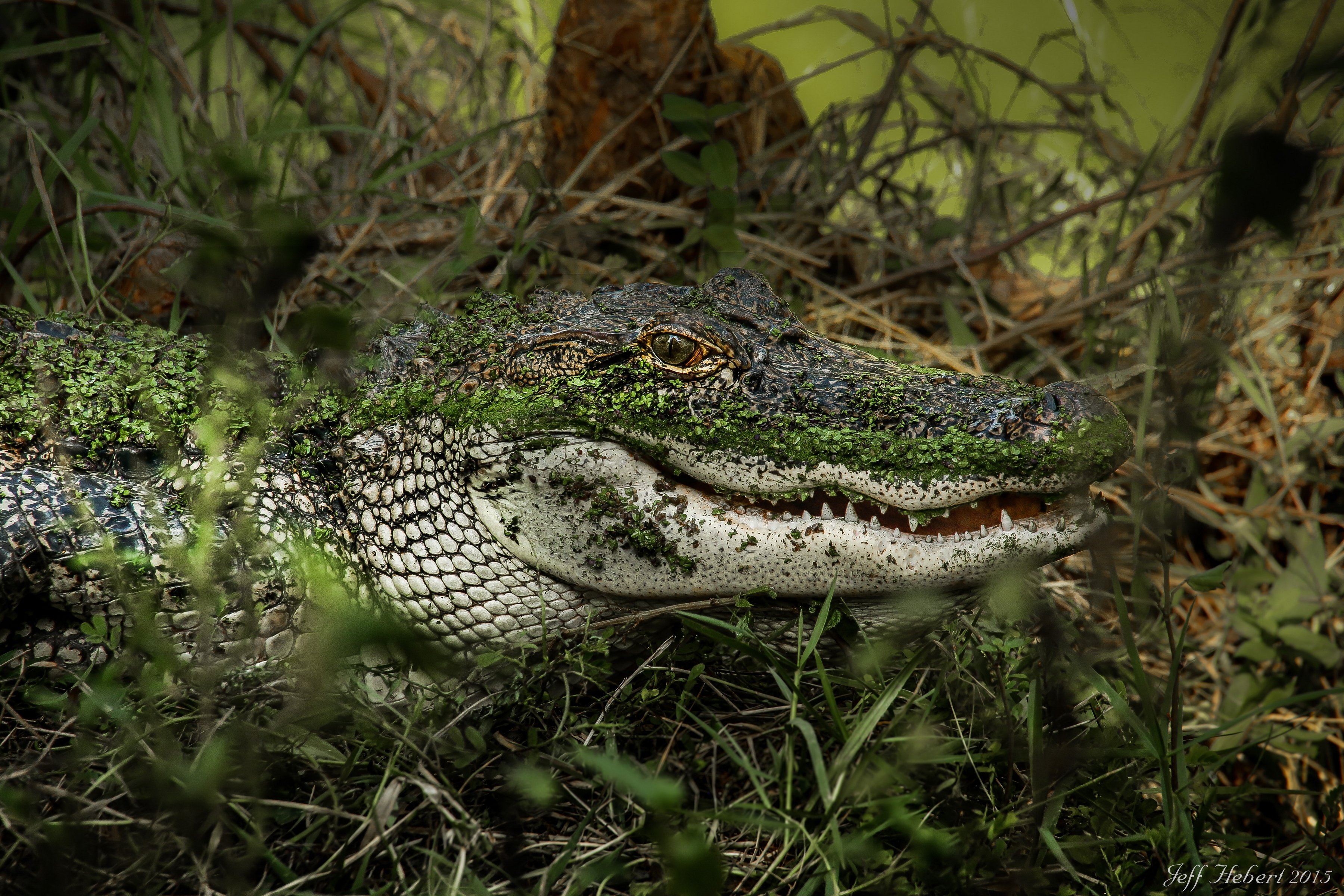 alligator, Lake, Swamp, Predator Wallpapers HD / Desktop and Mobile