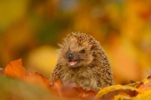 hedgehog, Joy, Mood, Leaves, Autumn