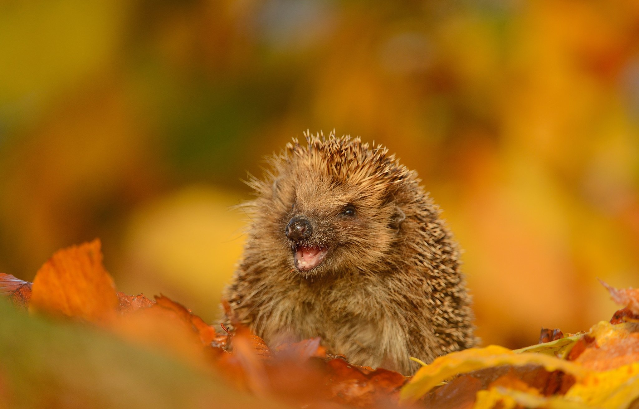 hedgehog, Joy, Mood, Leaves, Autumn Wallpaper