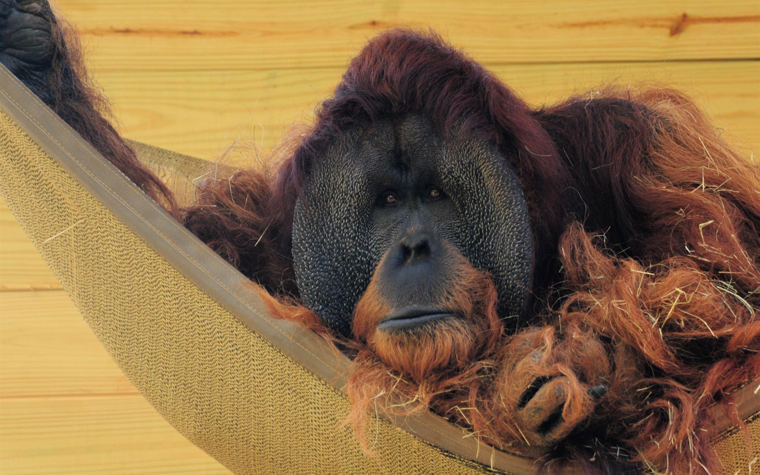 chimpanzee Wallpaper