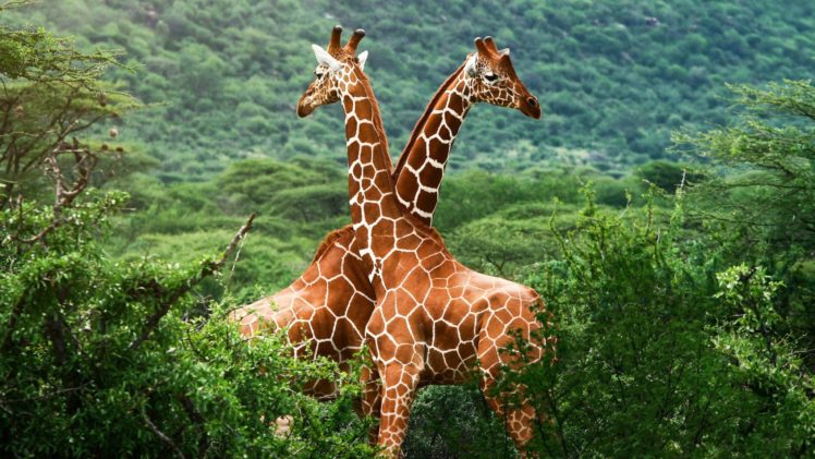 jirafas, Animales, Savana, Africa HD Wallpaper Desktop Background