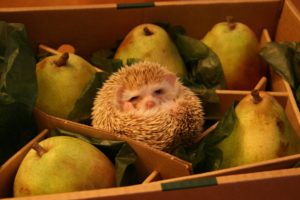 hedgehog, Pears