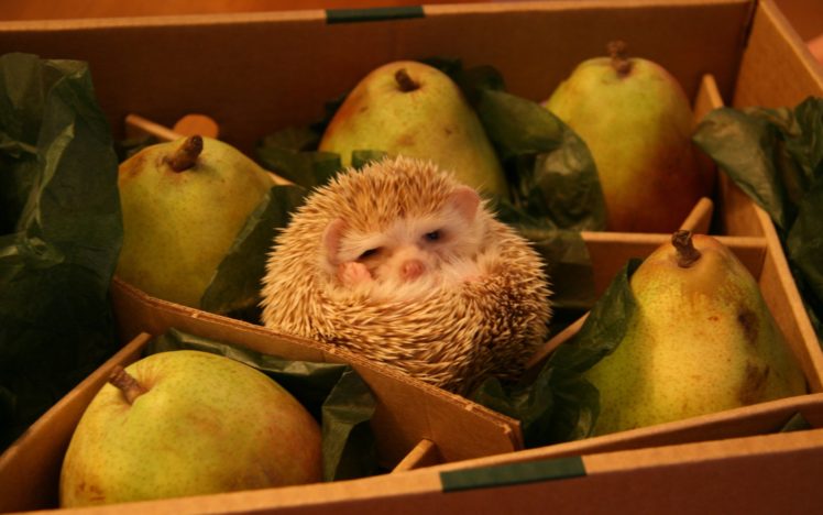 hedgehog, Pears HD Wallpaper Desktop Background
