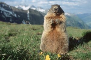 marmota, Roedor, Animal