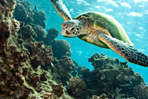 turtle, Tortoise, Underwater, Ocean