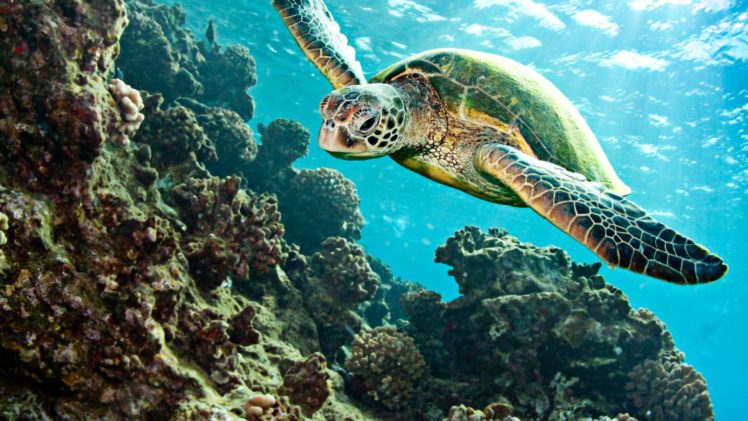 turtle, Tortoise, Underwater, Ocean HD Wallpaper Desktop Background
