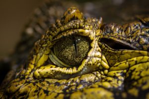 crocodile, Eye, Animal