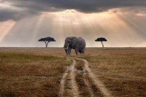 elephant, Path, Trail, Sunlight, Trees