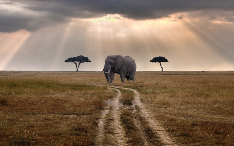 elephant, Path, Trail, Sunlight, Trees HD Wallpaper Desktop Background