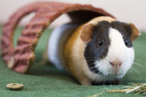 guinea, Pig, Rodent
