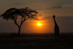 sunset, Giraffe, Tree, Silhouette, Backlight