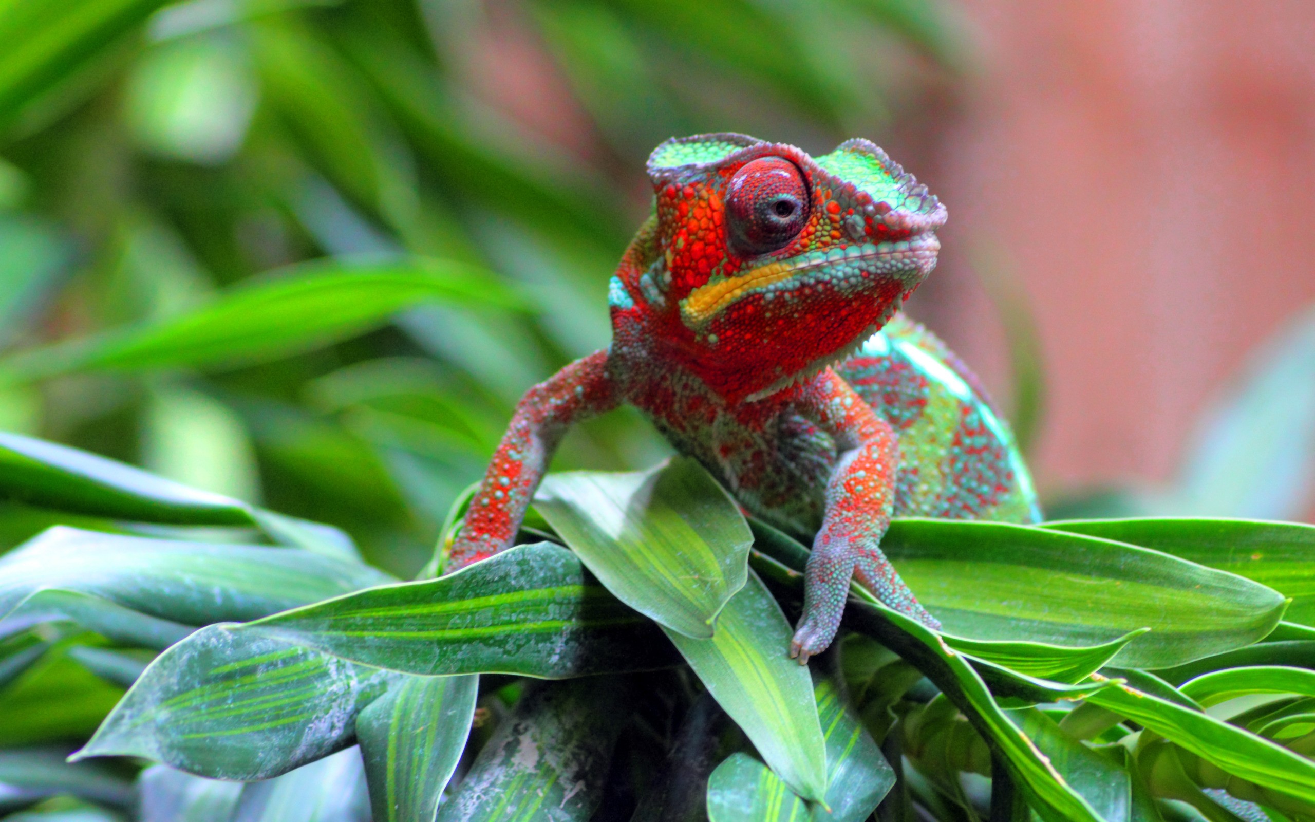 lady, Chameleon Wallpapers HD / Desktop and Mobile Backgrounds