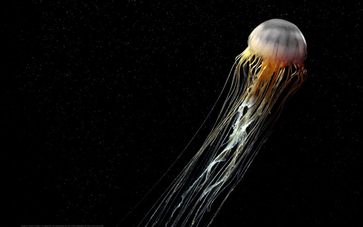 jellyfish HD Wallpaper Desktop Background