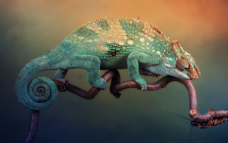 chameleon, Tightrope HD Wallpaper Desktop Background