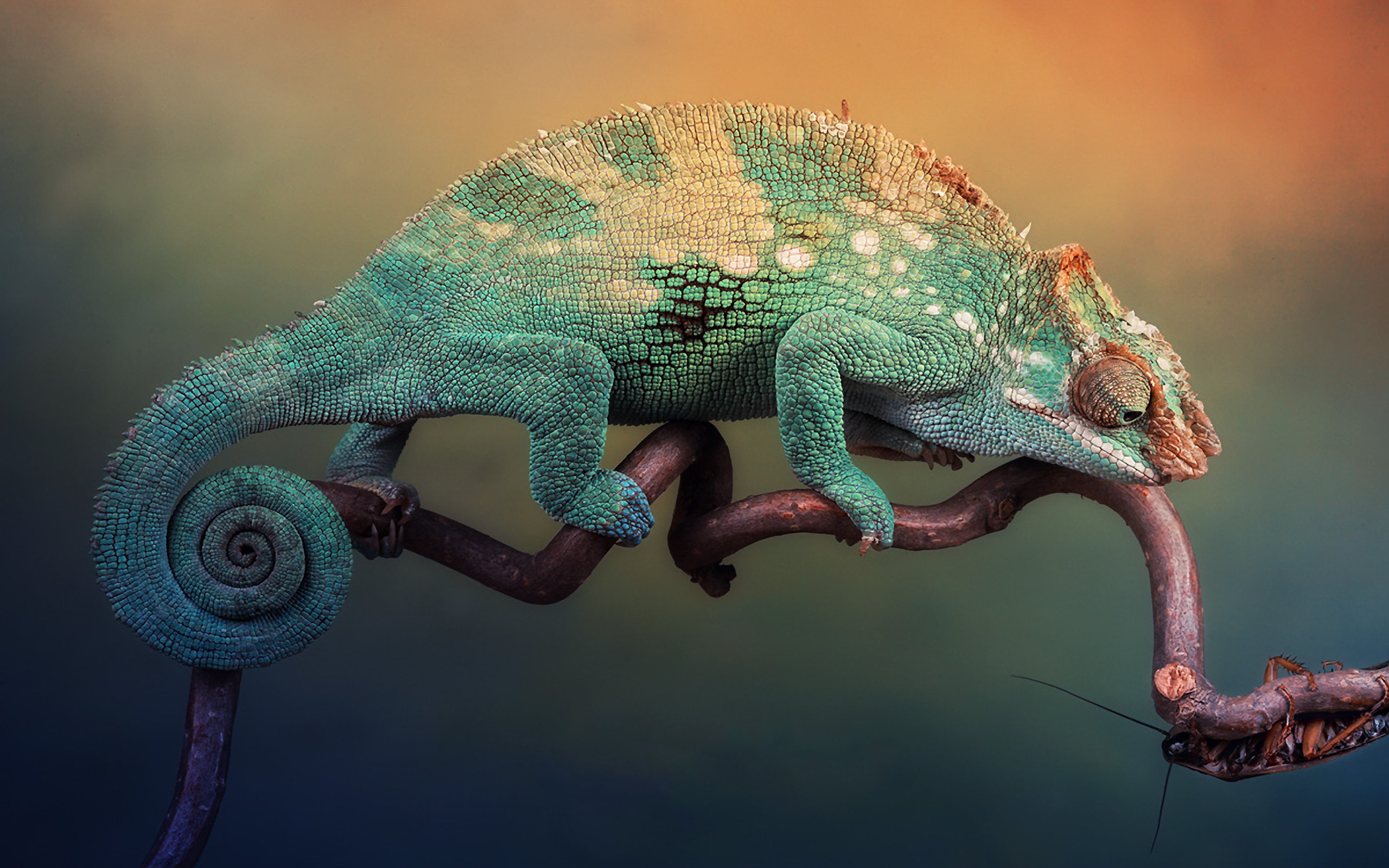 chameleon, Tightrope Wallpaper